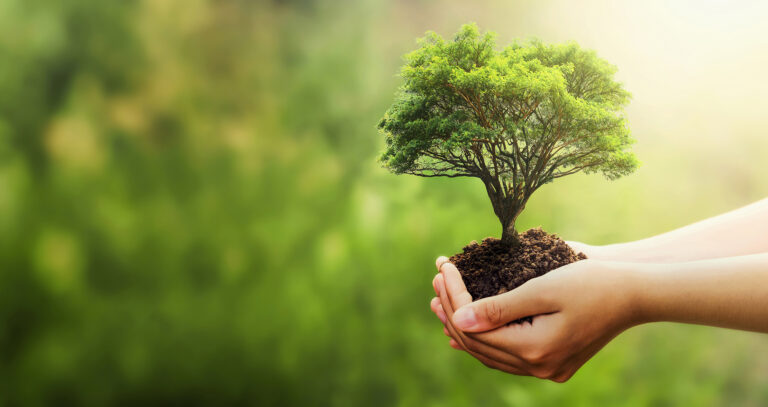 hand holding tree on blur green nature background