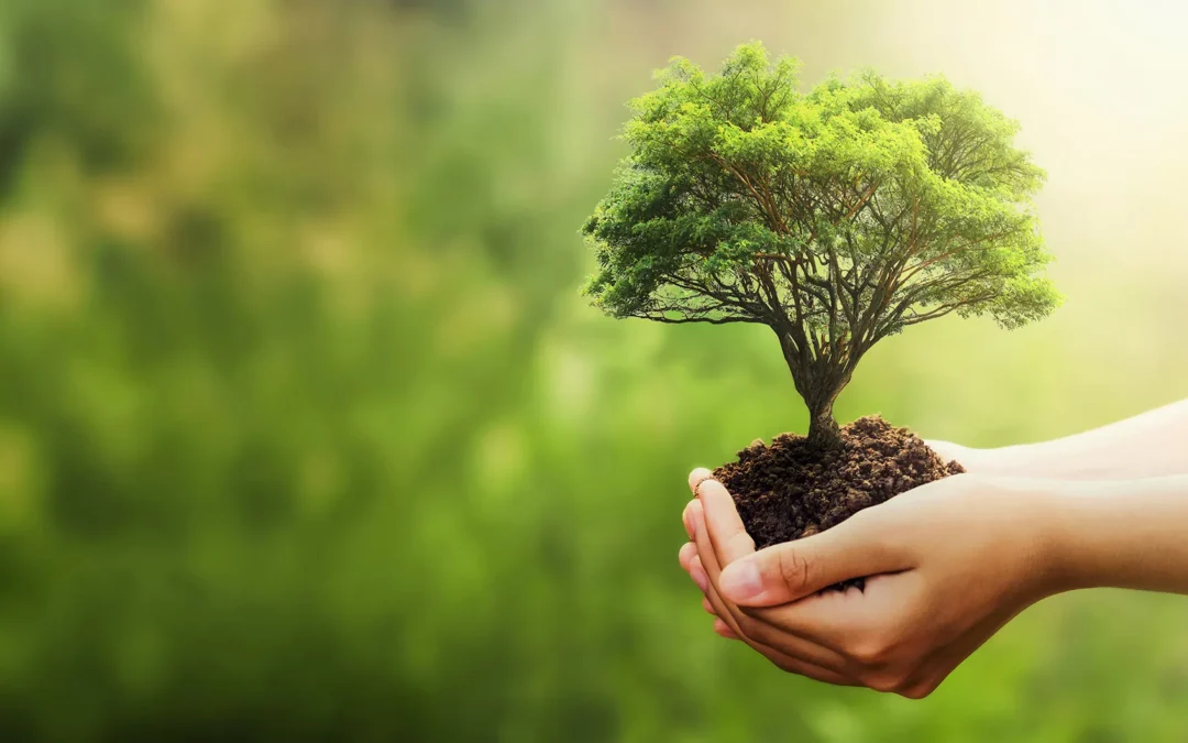 Navigating the 2024 Budget: Implications for Sustainability and Finance